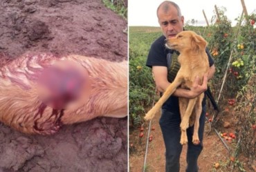 Polícia investiga maus-tratos após resgatar cachorra esfaqueada em Capão Bonito