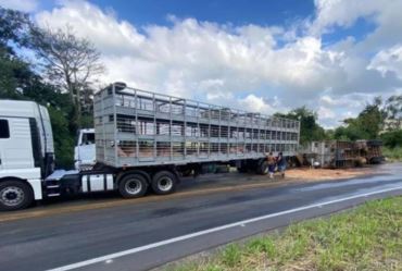 Caminhão com 200 porcos tomba em Fartura; parte dos animais morreu