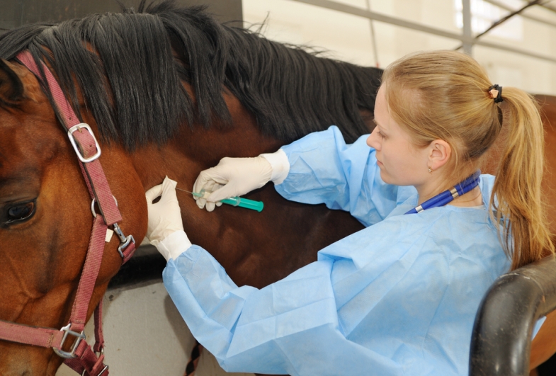 Curso gratuito ensina aplicação de medicamentos e vacinas em cavalos em Avaré