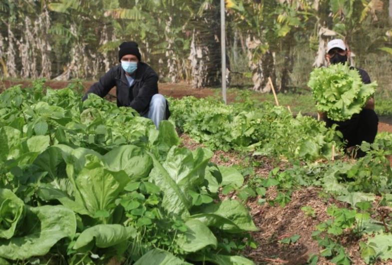 “Cestas Verdes”: Mais de 2,7 toneladas de alimentos são entregues às famílias em situação de vulnerabilidade em Fartura