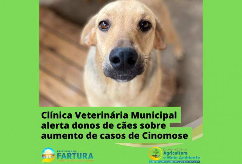 Clínica Veterinária Municipal alerta donos de cães sobre aumento de casos de Cinomose