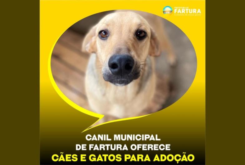 Canil Municipal de Fartura oferece cães e gatos para adoção