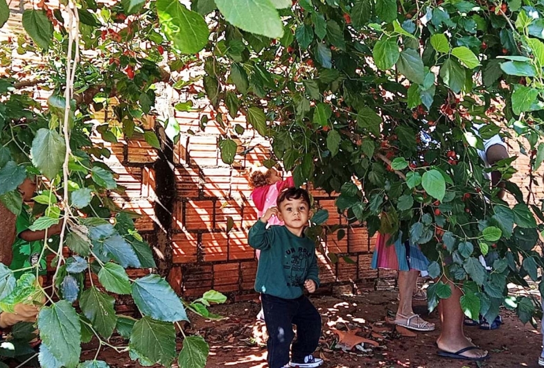 Momento especial de colheita das amoras  no projeto “Alimentação Saudável”