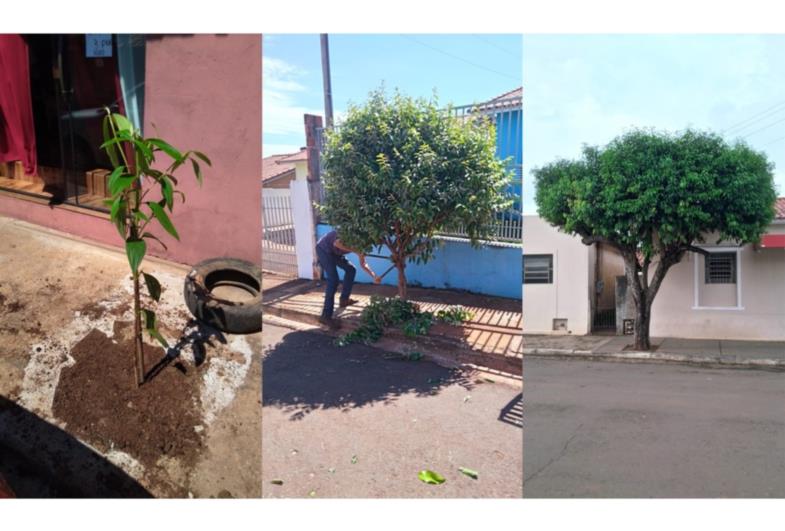 Taguaí realiza serviços de poda, corte e plantio de árvores
