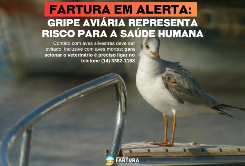 Fartura em alerta: Gripe Aviária representa risco para a saúde humana