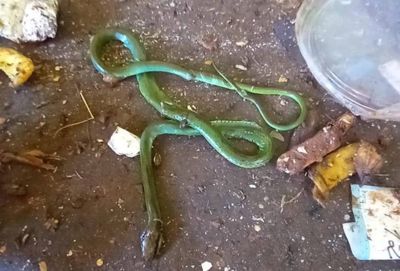 Cobra morta é encontrada junto a materiais recicláveis na Coopera Fartura