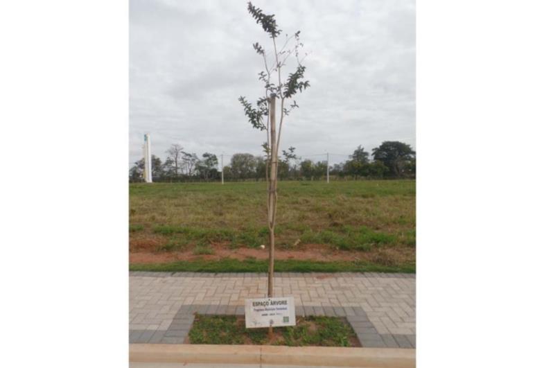 Espaço-Árvore estabelece critérios para plantio de espécies em calçadas em Avaré