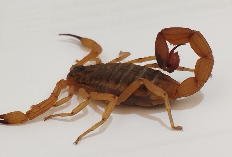 Saúde encontra escorpião-amarelo em Fartura e pede atenção a moradores