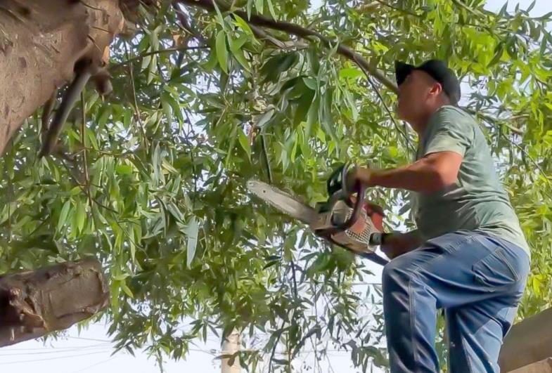 Meio Ambiente orienta sobre serviços de podas drásticas e supressão de árvores em Fartura