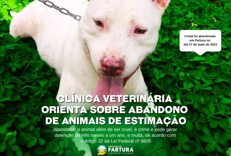 Clínica Veterinária Municipal orienta sobre abandono de animais de estimação