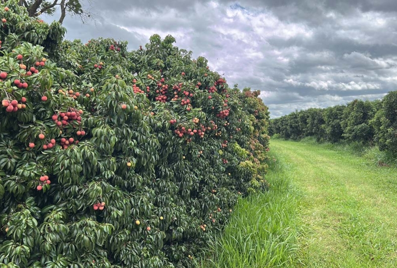 Lichia: métodos de conservação e variedades tardias abrem novos mercados