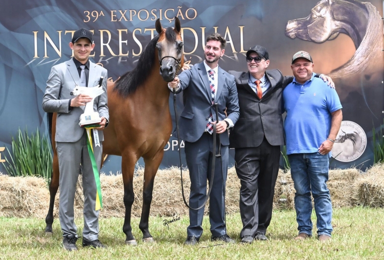 Cavalo Árabe divide atenções com o Nelore e movimenta Exponel em Avaré