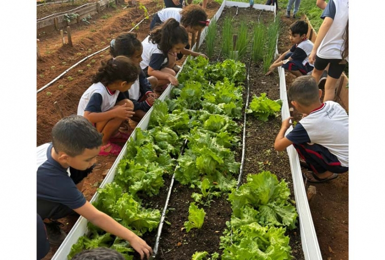 Horta escolar coloca alunos como protagonistas em projeto de educação ambiental em Avaré
