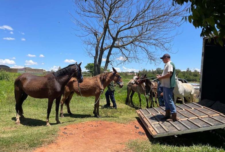 Força-tarefa resgata 26 animais que estavam em áreas irregulares em Fartura