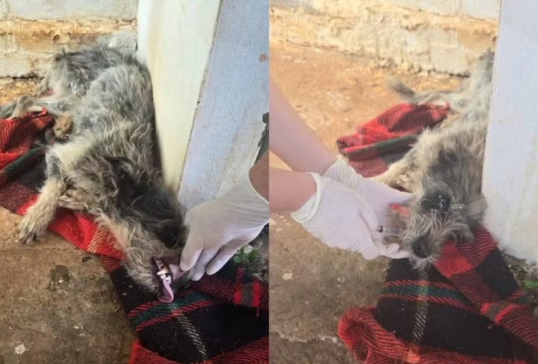 Mulher é investigada por mudar de casa e abandonar duas cadelas doentes em Cerqueira César