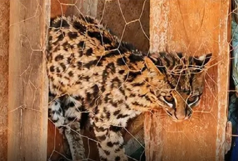 Gato-maracajá é encontrado em galinheiro e resgatado pela Defesa Civil de Fartura