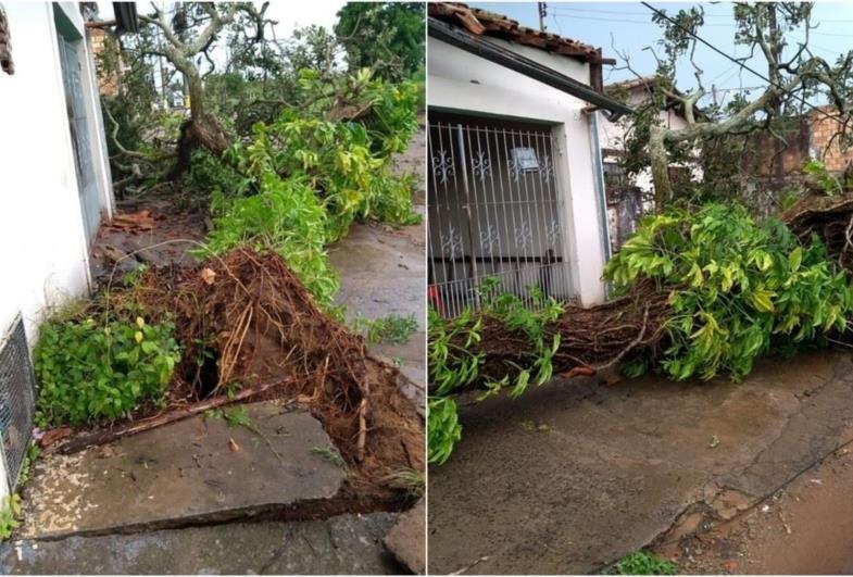 Chuva provoca alagamentos e queda de árvores em Avaré