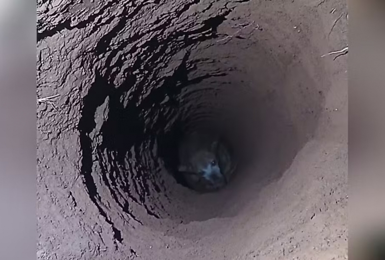 Cachorro é resgatado após cair em buraco de cerca de 5 metros de profundidade em Taquarituba