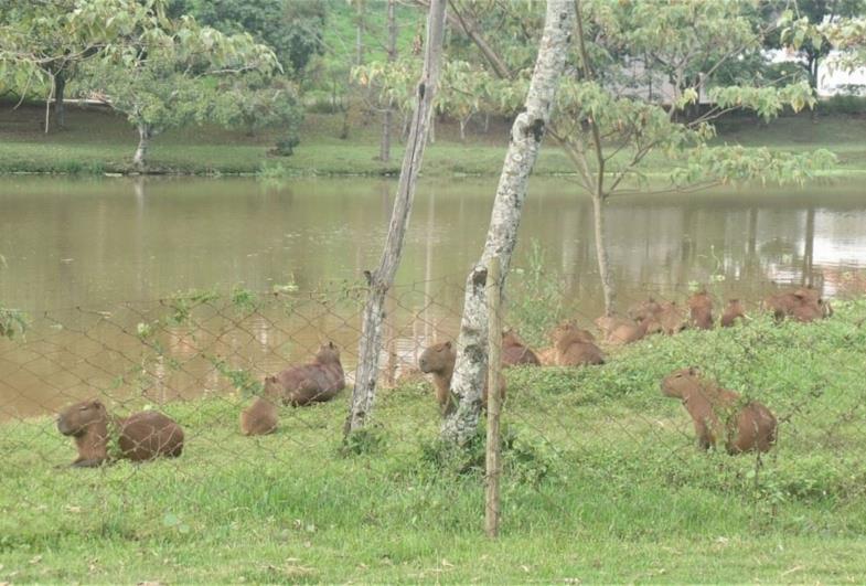 Secretaria do Meio Ambiente monitora capivaras que vivem no Horto Florestal