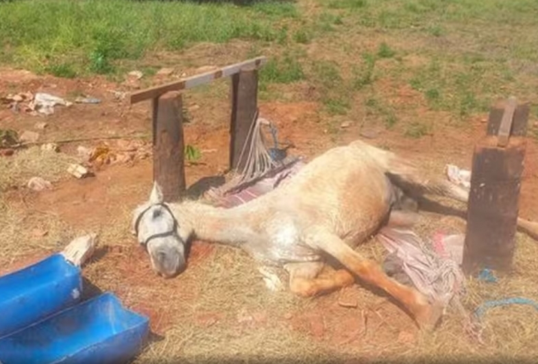 Cavalo em situação de maus tratos é resgatado em Cerqueira César