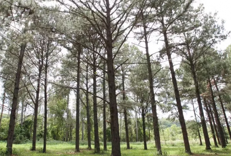 Fundação Florestal fecha unidades de conservação no interior de SP devido ao risco de incêndios