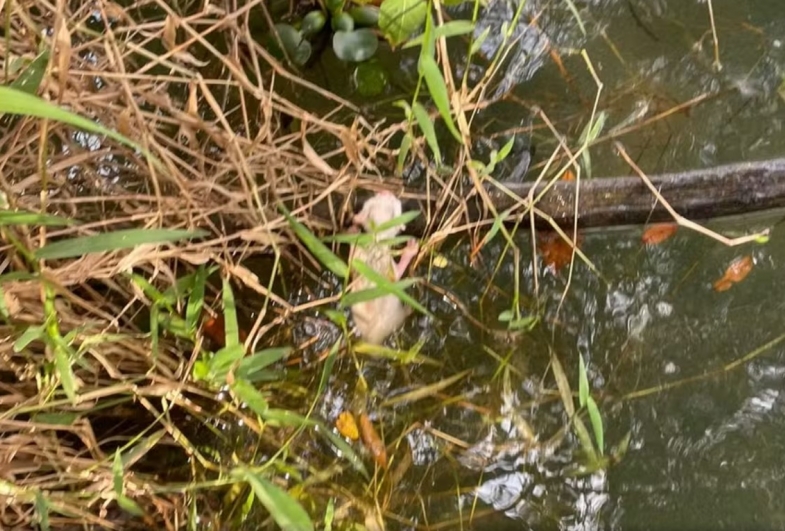 Canoísta salva filhote de gata agarrado a galho prestes a cair em rio em Piraju