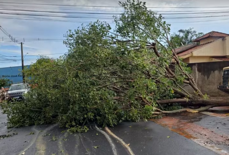 Defesa Civil trabalha na limpeza da cidade após tempestade com queda de árvores em Ourinhos