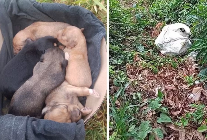 Filhotes de cachorro são resgatados após serem abandonados dentro de saco em área de mata em Itapeva