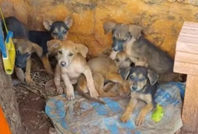 Filhotes de cachorro são resgatados após serem abandonados dentro de buraco em Itaí