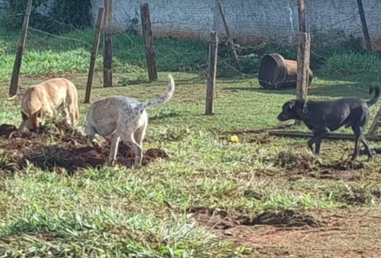 Defesa Animal de Piraju procura cães que podem ter matado bezerro