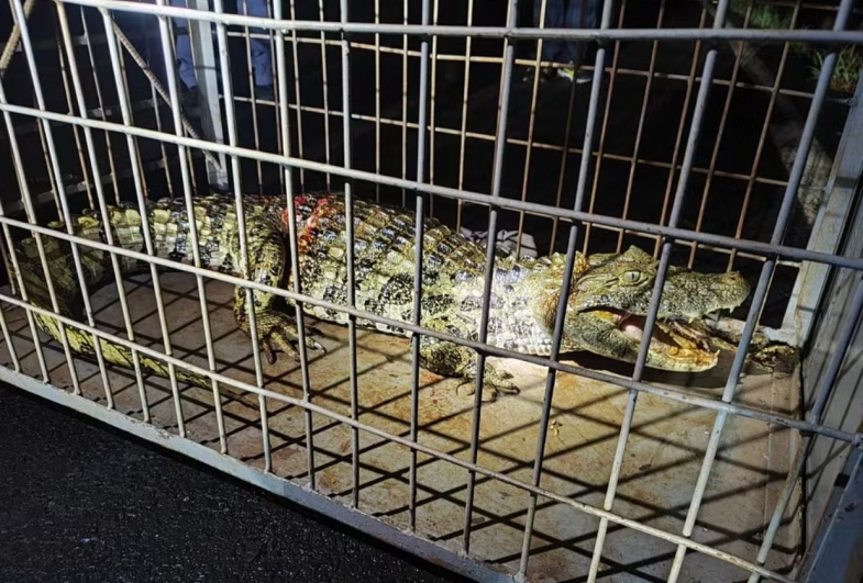  Jacaré é resgatado após ser atropelado em estrada vicinal de Bernardino de Campos