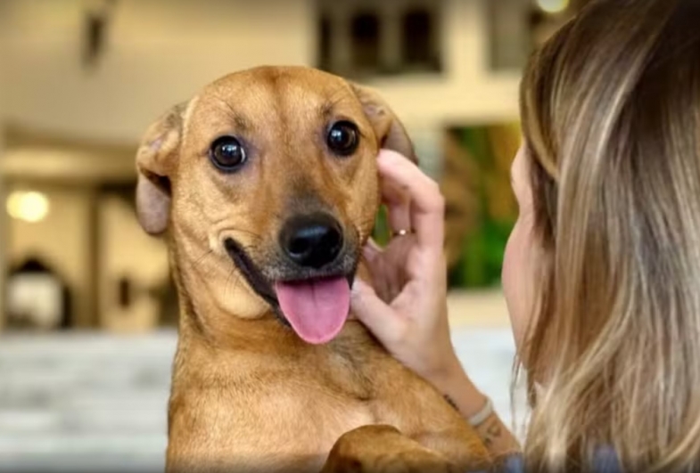 A nova lei reconhece o vínculo afetivo entre tutores e animais de estimação. — Foto: Divulgação/Governo de SP