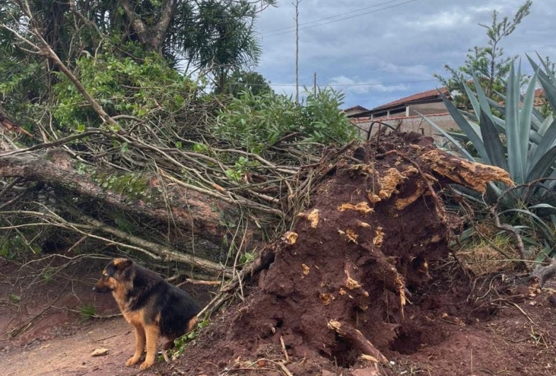 Chuvas causam grandes estragos em Sarutaiá: Defesa Civil atuou desde as primeiras horas 