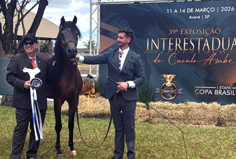 Avaré reúne grandes criadores do país na Exposição Interestadual do Cavalo Árabe