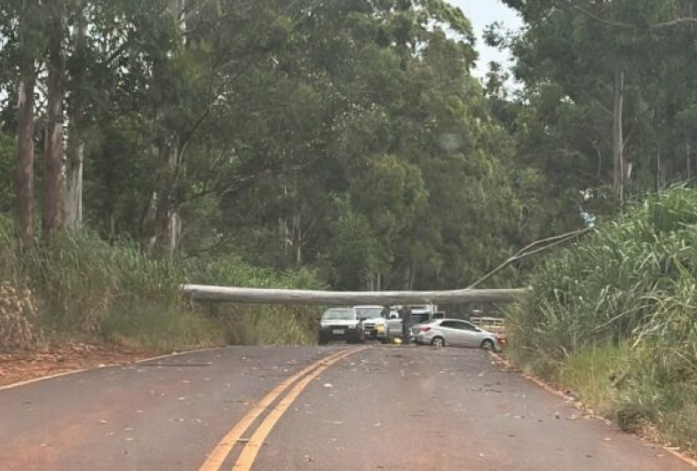 Queda de eucalipto bloqueia estrada vicinal de Taquarituba; Defesa Civil e GCM atendem ocorrência