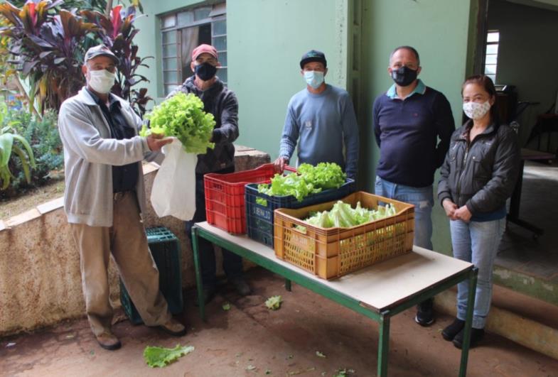 Projeto Hortalimento continua a distribuir alface na Chácara Municipal 