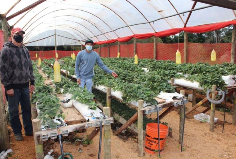 Fartura é referência em cultivo de morango semi-hidropônico 