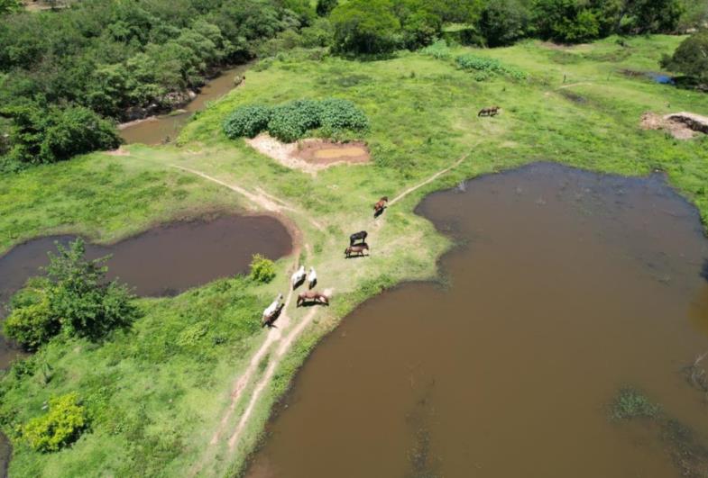 Aviso Urgente: Meio ambiente intensifica fiscalização de animais soltos em áreas irregulares