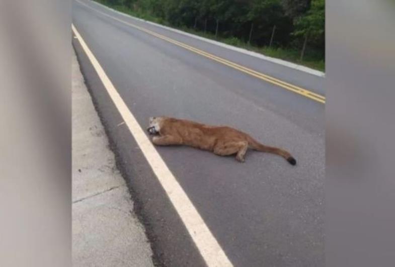 Onça-parda morre atropelada por caminhão carregado com toras de madeira