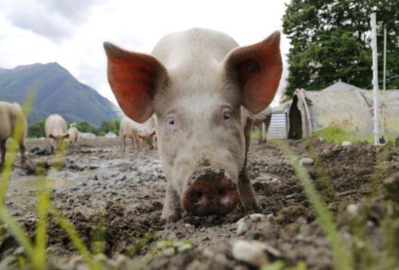 Porco mata açougueiro durante tentativa de abate