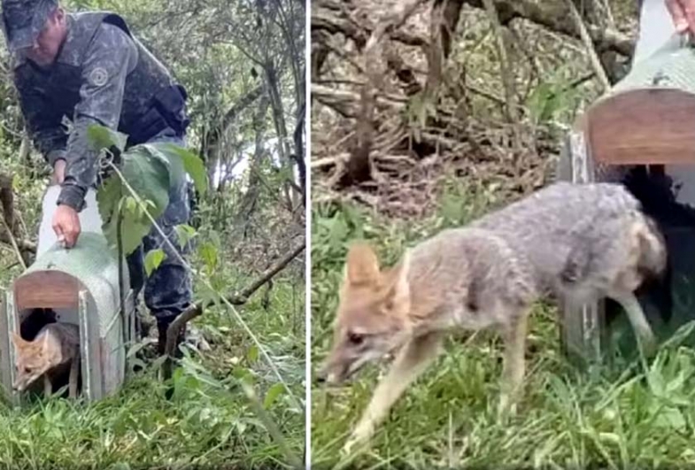 Polícia Ambiental devolve raposa ameaçada de extinção à natureza em Paranapanema