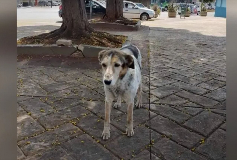 Sete anos após achar sozinho túmulo de tutor, cão permanece em cemitério 'Tem até casinha'