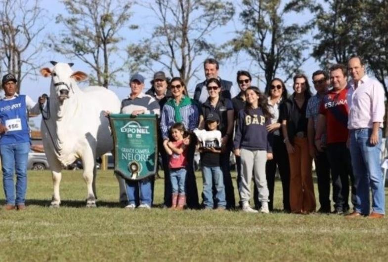 Vaca é arrematada por quase R$ 6 milhões em leilão em Avaré: 'Fêmea Nelore perfeita'