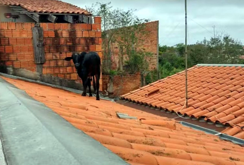 Vaca é resgatada após subir em telhado de casa no interior de SP: 'Depois do susto, a gente ri', diz moradora