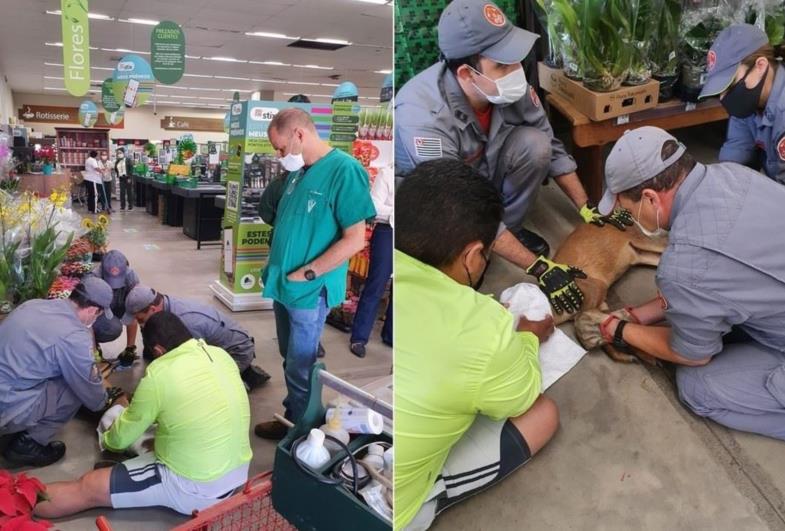 Veado invade supermercado no interior de SP e é capturado após escorregar no piso