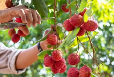 Sebrae-SP realiza encontro de fruticultura para debater a cultura da lichia em Avaré  