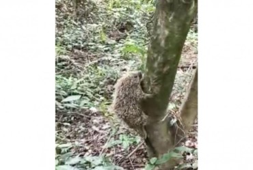 Meio Ambiente de Fartura devolve ouriço a seu habitat natural