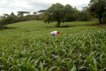 Avaré sedia fórum internacional sobre grãos orgânicos no dia 17