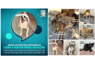 Abrigo de Fartura disponibiliza cães e gatos para adoção