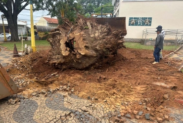 Prefeitura retira raízes de árvores caídas em praças de Avaré